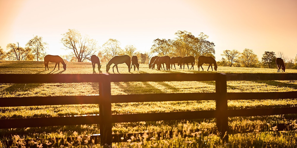 Many pasture owners have specific, natural areas that they want to keep safe. Integrating them into pasture management strategies is perfect! These areas should be fenced off so no one can enter. Many communities offer financial assistance for safeguarding these areas.