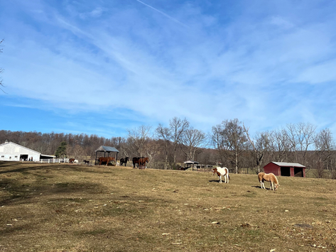 Reflecting on 2025 with Gratitude and Compassion