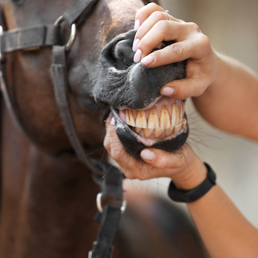 Vet examining horse's teeth