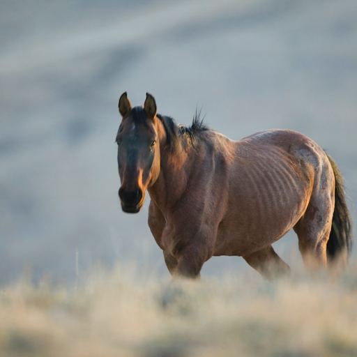 Thin horse