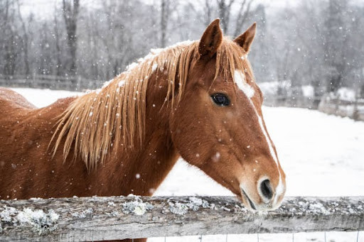 Horse in the snow