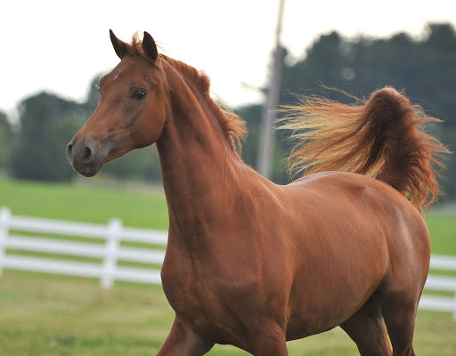 Brown Morgan horse