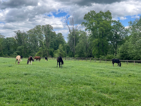 A group of horses graze in a grass field under a cloudy sky.