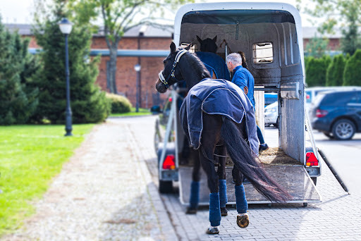Never struggle with a horse when getting them into a trailer; this can be extremely dangerous for both the horse and owner