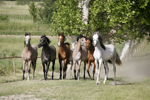 Group of horses