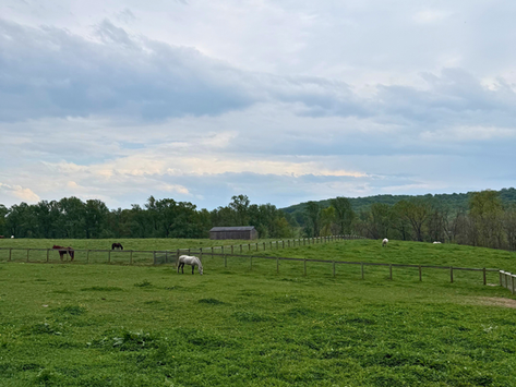 Caring for Senior Horses: Compassion, Comfort, and Quality of Life at Ryerss Farm