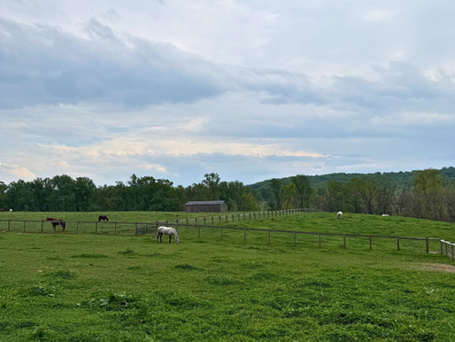 Caring for Senior Horses: Compassion, Comfort, and Quality of Life at Ryerss Farm