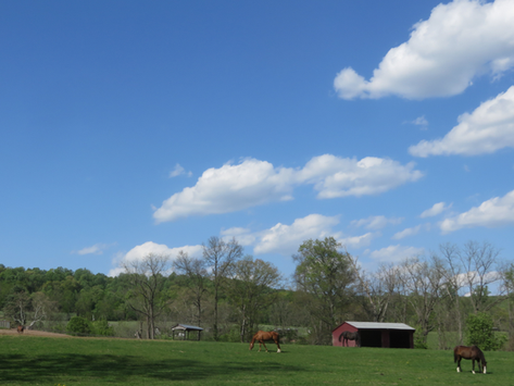 Leave a Legacy of Compassion and Safety for Horses at Ryerss Farm