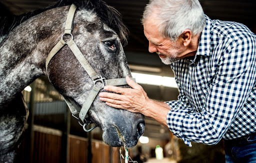 Senior horse and man