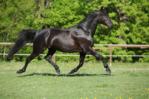 Black Warmblood horse