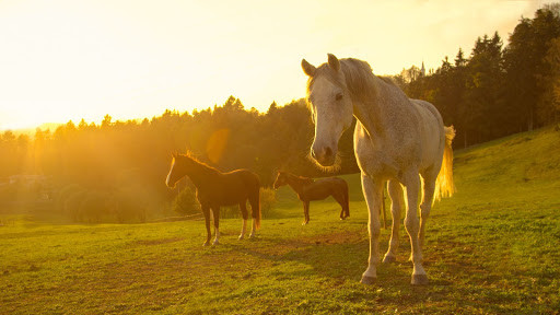 horses in field during golden hour