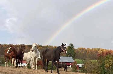 horses with a rainbow behind them