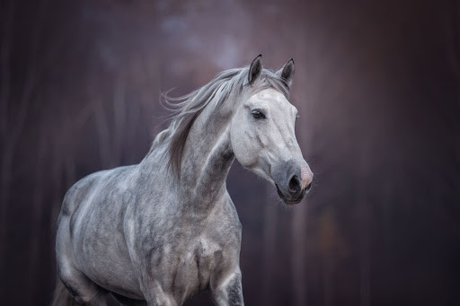 White arabian horse
