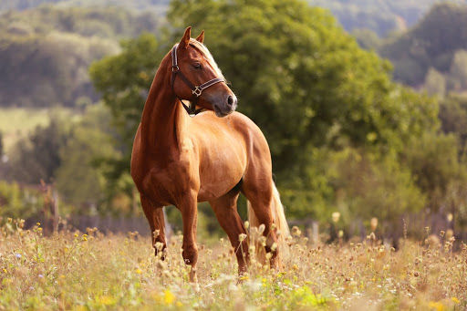 Pony in a field