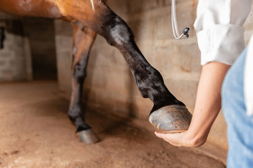 Horse Pedicure