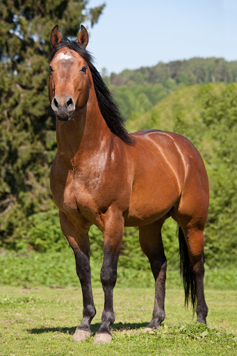 Brown Quarter horse