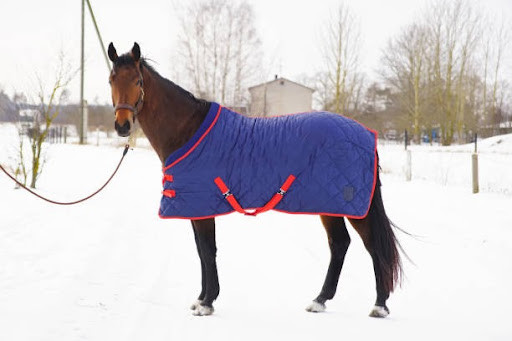 Horse in a blanket