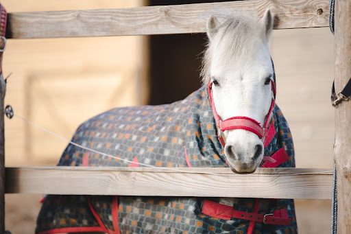Horse with blanket on