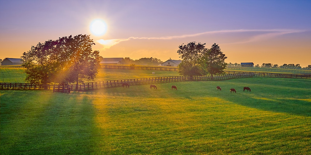 Fertilizer and lime are used as nutritional supplements for pasture grasses that nourish your horses! Throughout the natural cycle, plants will draw nutrients out of the soil and create a healthy pasture with a seasonal rest cycle. However, regular usage and nearby changes in the landscape cause a loss of good topsoil, contributing to the need to help the nutritional process. This is why using fertilizers and lime is so essential.