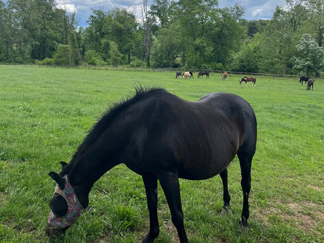 A black horse grazes in a field of grass.