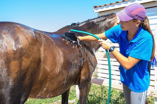 Woman hosing down horse