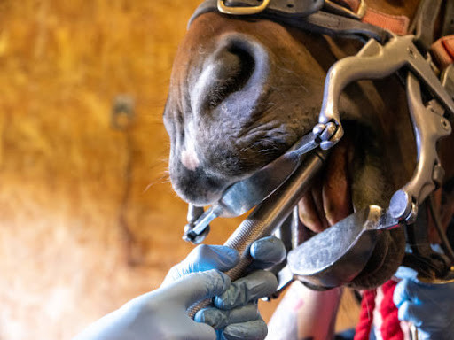 Dental Visit
