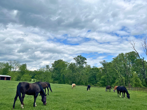 A group of horses graze in a grass field.