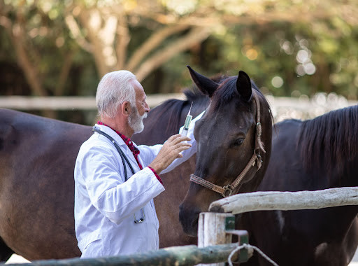 Vet with horse