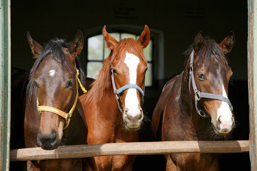 Three thoroughbreds