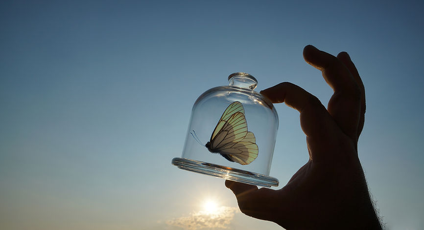 one butterfly fly inside glass jar into the air concept for fredom, peace and spirituality