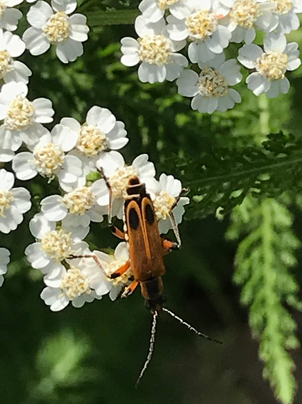 Soldier Beetle.jpg