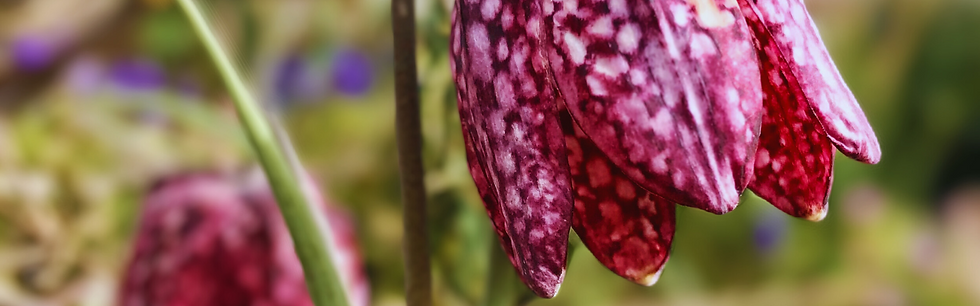 Dietfurt Schachbrettblume