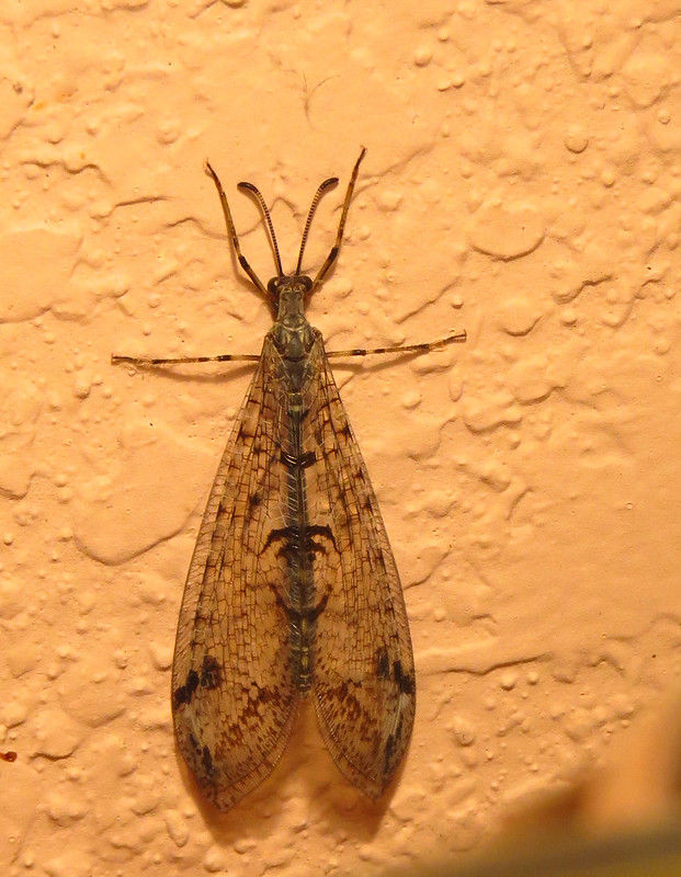 Antlion adult “200/365 — Antlion, all grown up” by glaukos is licensed under CC BY-NC 2.0