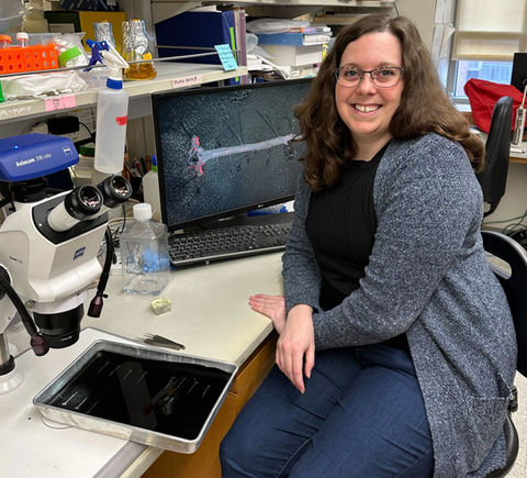 A woman sits in front of a dissecting microscope and computer screen depicting a dissected mouse aorta.