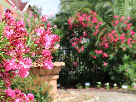 Plantation du laurier rose