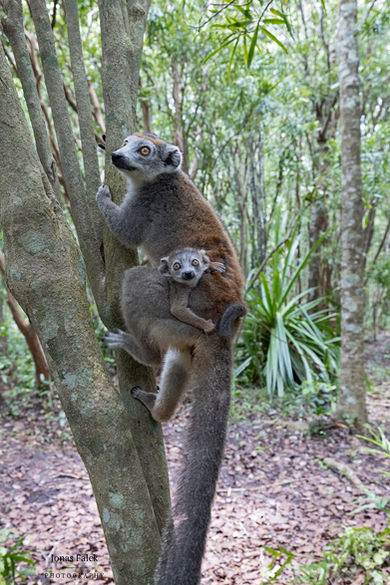 Crowned lemur
Eulemur coronatus
kronmaki