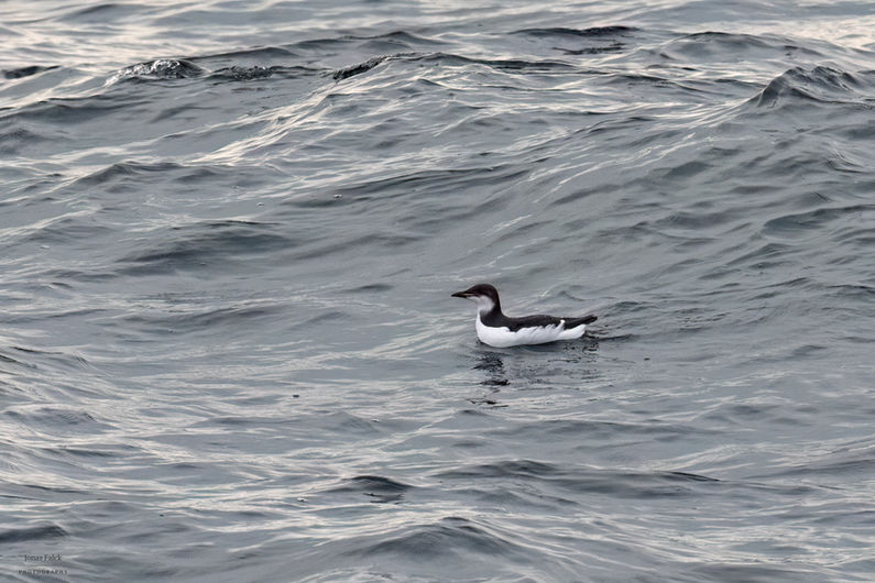 Spetsbergsgrissla
Uria lomvia