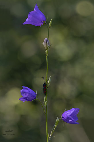 Sexfläckig bastardsärmare
Zygaena filipendulae