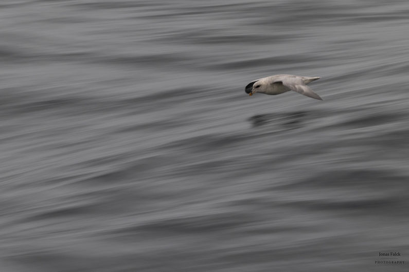 Stormfågel
Fulmarus glacialis