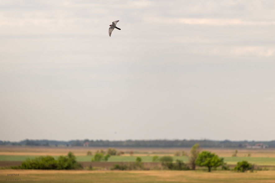 Aftonfalk
Falco vespertinus