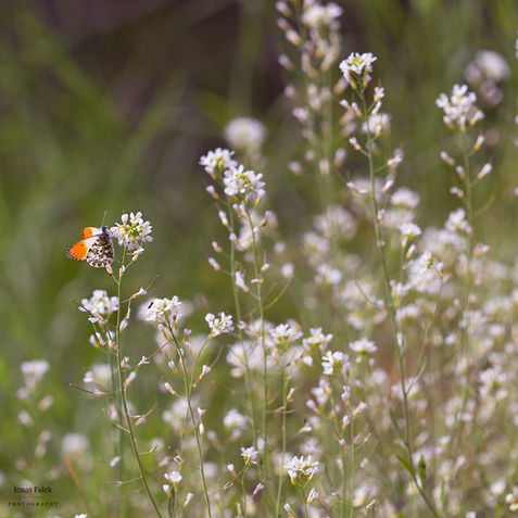 Aurorafjäril
Anthocharis cardamines