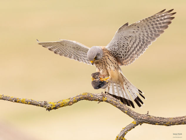 Tornfalk
Falco tinnunculus