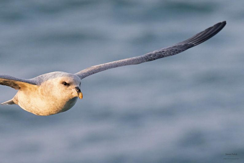 Stormfågel
Fulmarus glacialis