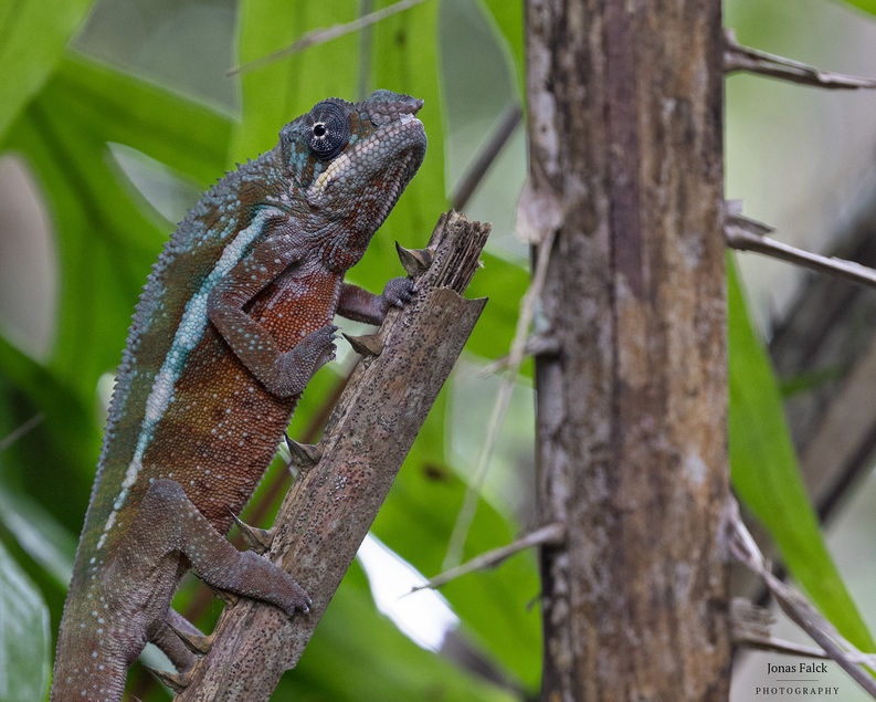 panther chameleon
Furcifer pardalis