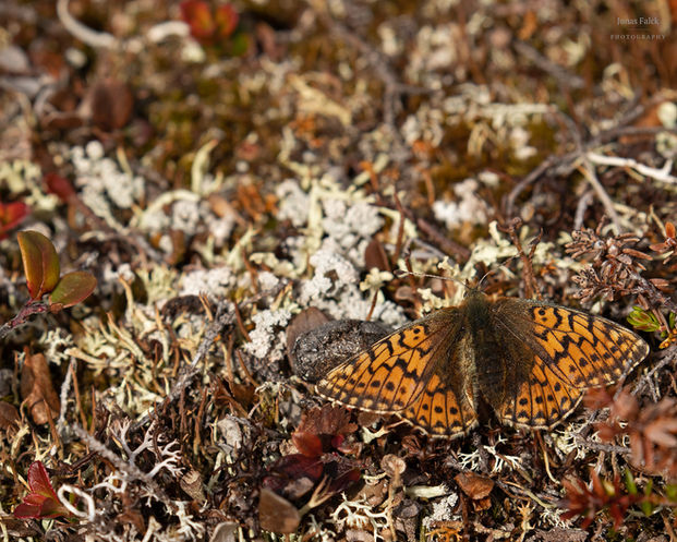Fjällpärlemorfjäril
Boloria napaea