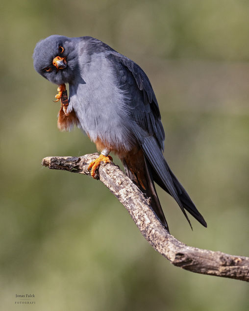 Aftonfalk
Falco vespertinus