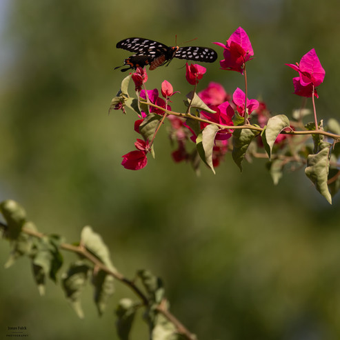 Madagascar giant swallowtail
Pharmacophagus antenor