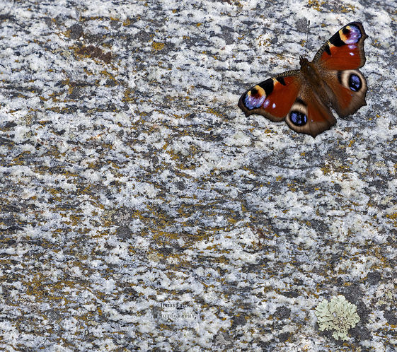 Påfågelöga
Aglais io 