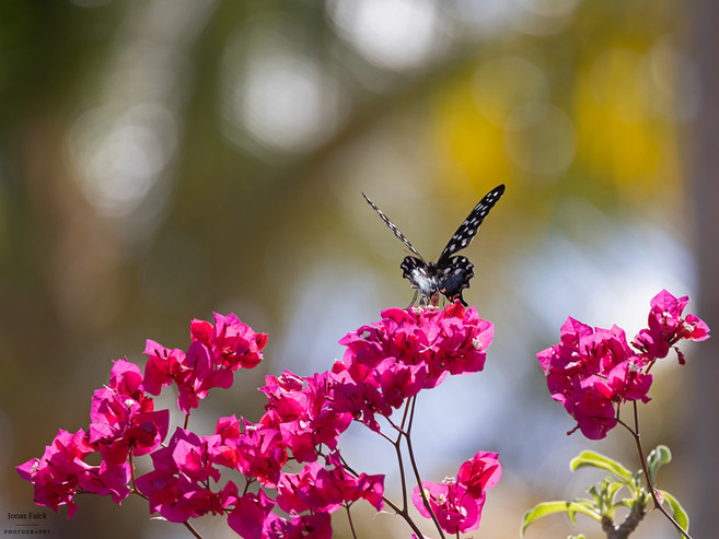 Madagascar giant swallowtail
Pharmacophagus antenor
