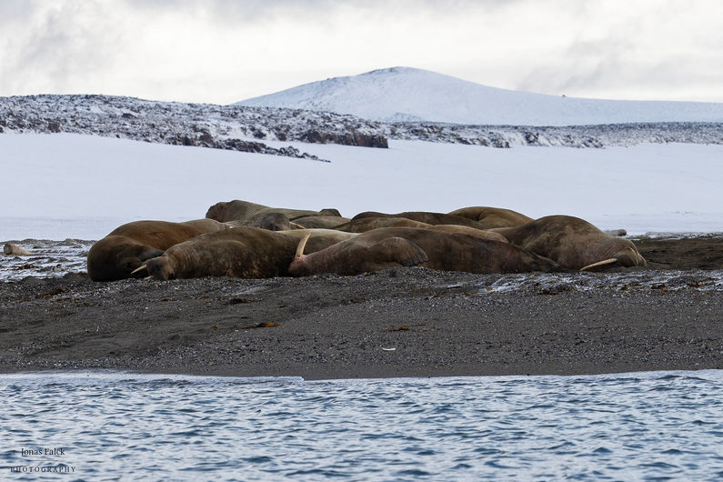 Odobenus rosmarus
valross
valross
svalbard